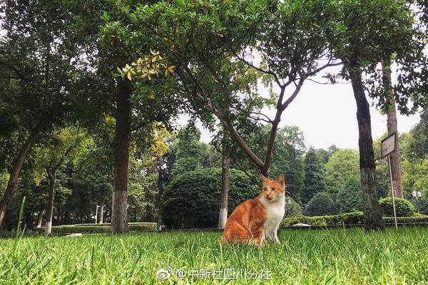 衡水十五天天气预报_近十五天衡水天气预报图片大全